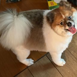 After the Grooming at Petsmart! Very Happy with his haircut and groom service.