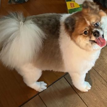 PetSmart Dog Training - After the Grooming at Petsmart! Very Happy with his haircut and groom service. - Pet Training Near Me - Murfreesboro, Tennessee
