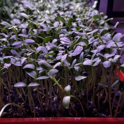 Just For Fun Farms - Fresh Sunflower Microgreens, Worcester MA