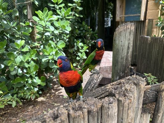 Palm Beach Zoo & Conservation Society by null