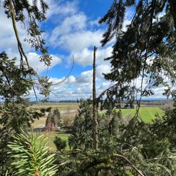 Sanchez Tree Service and Maintenance - Tree removal