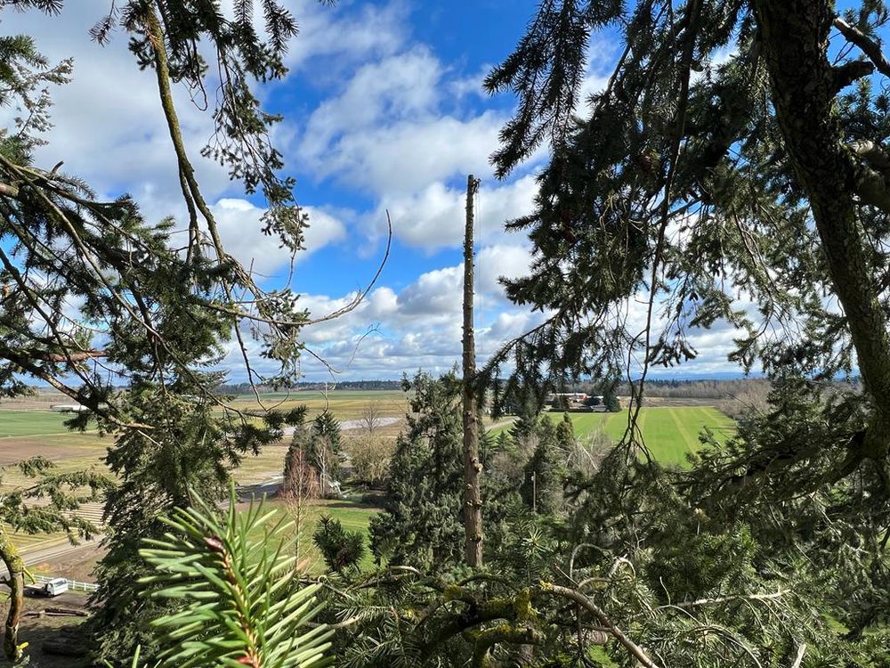 Sanchez Tree Service and Maintenance - tree service in Salem, OR