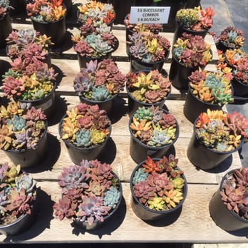 Oasis Water Efficient Gardens - Nurseries & Gardening Near Me - Escondido, California