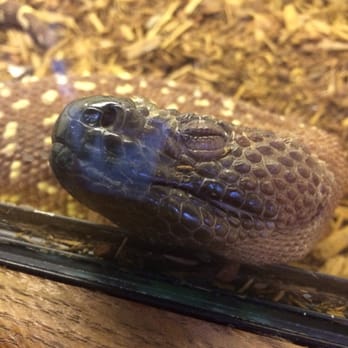 East Bay Vivarium - Beautiful baby - Reptile Shops Near Me - Berkeley, California East Bay Vivarium - Beautiful baby - Reptile Shops Near Me - Berkeley, California