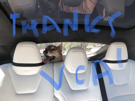 big bear animal hospital