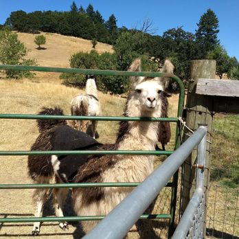 Rain Dance Vineyards - Llama be my friend? - Wineries Near Me - Newberg, Oregon Rain Dance Vineyards - Llama be my friend? - Wineries Near Me - Newberg, Oregon