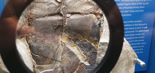 Miguasha National Park by null