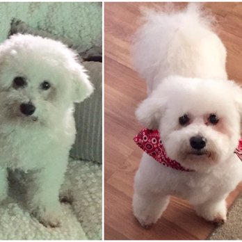 Doggie Day Spa - Pet Groomers Near Me - Moreno Valley, California