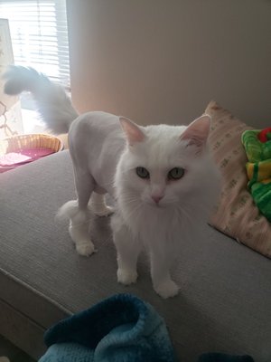 cat doctor federal way