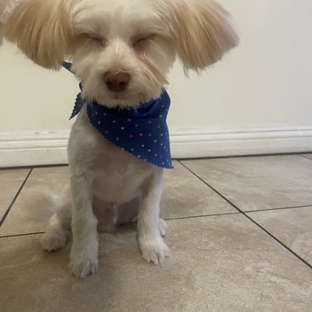 Vida pet grooming - after grooming - Pet Sitting Near Me - Reseda, California