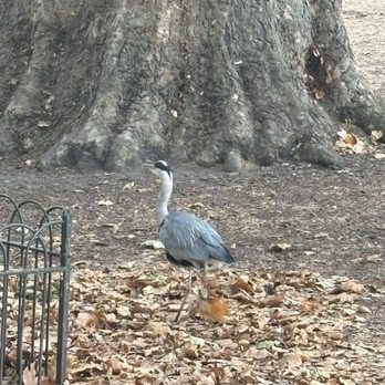 St James's Park - Parks Near Me St James's Park - Parks Near Me