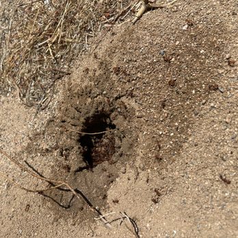 High Desert Ipm - Pest Control Near Me High Desert Ipm - Pest Control Near Me