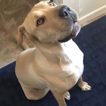 Barking Bad Grooming - Pet Groomers Near Me - Albuquerque, New Mexico