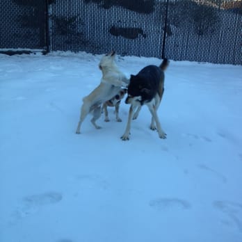 Four Leggers - Mica and CJ, Cj thinks he's a husky too. - Dog Walkers Near Me - Beverly, Massachusetts