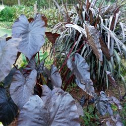 Bamboo Cove Farm & Exotic Plant Nursery