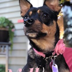 Lissy K's Doggie Day spa