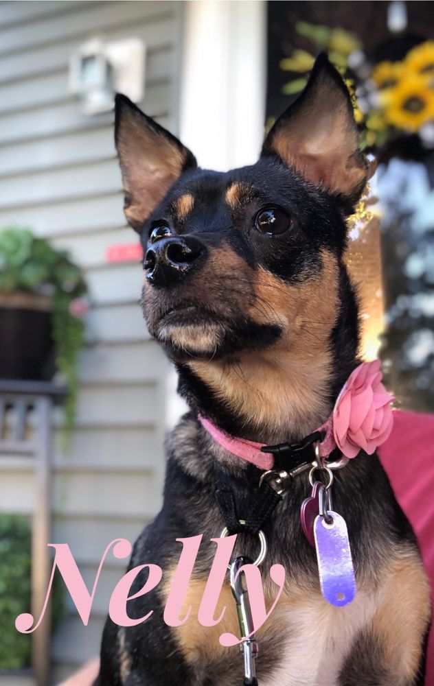 LISSY K’S DOGGIE DAY SPA Updated August 2024 16 Photos 3581