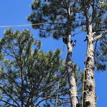M&S Tree Service - Tree Services Near Me - Chadbourn, North Carolina M&S Tree Service - Tree Services Near Me - Chadbourn, North Carolina