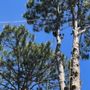 M&S Tree Service