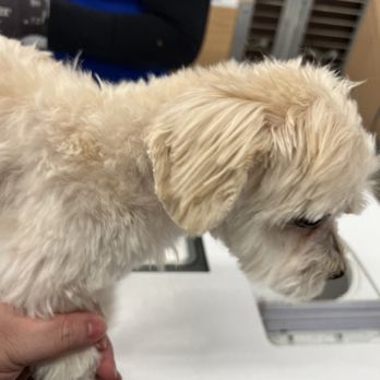PetSmart - Sammie F look at the choppy hair - Pet Training Near Me - REDLANDS, California PetSmart - Sammie F look at the choppy hair - Pet Training Near Me - REDLANDS, California