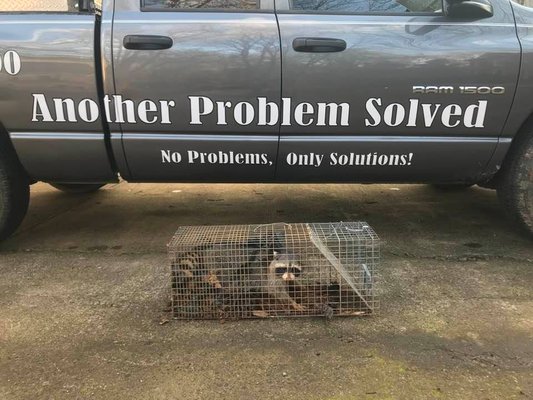 Wildlife Control - Another Problem Solved provides a free inspection in all of Atlanta and surrounding areas to discuss all animal removal, rodent control tactics and/or handyman solutions. We provide same-day pricing without the high pressure sales pitch. You can rely on our 20+ years of local experience to get the job done right. Call us today to schedule your free consultation! Wildlife Control - Another Problem Solved provides a free inspection in all of Atlanta and surrounding areas to discuss all animal removal, rodent control tactics and/or handyman solutions. We provide same-day pricing without the high pressure sales pitch. You can rely on our 20+ years of local experience to get the job done right. Call us today to schedule your free consultation!