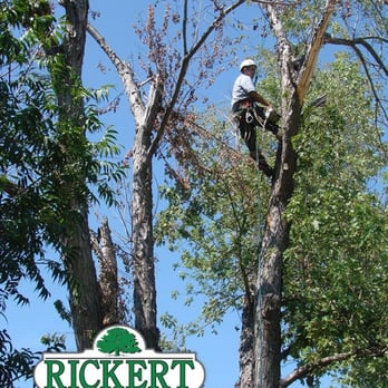 Rickert Landscaping & Tree Service - Tree Cutting & Trimming - Tree Services Near Me - Tulsa, Oklahoma