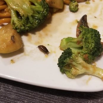 Hello Tokyo II - La cucaracha! In my daughters food. - Japanese Near Me - Gonzales, Louisiana Hello Tokyo II - La cucaracha! In my daughters food. - Japanese Near Me - Gonzales, Louisiana