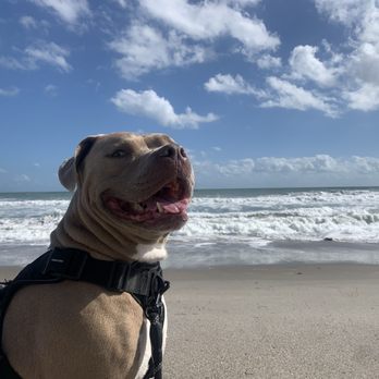 Southeastern Honda - Gus the beach bum after getting his new car. - Car Dealers Near Me - Palm Bay, Florida Southeastern Honda - Gus the beach bum after getting his new car. - Car Dealers Near Me - Palm Bay, Florida