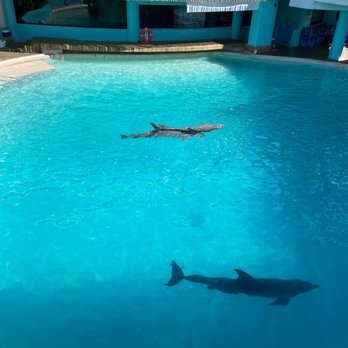 Interactive Aquarium Cancún - Dolphins - Aquariums Near Me - Cancún, ROO
