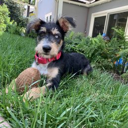 Here's my 2nd foster with them, willow. Willow is now spending his days at his perfect forever home!