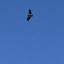 Eagle Eagle