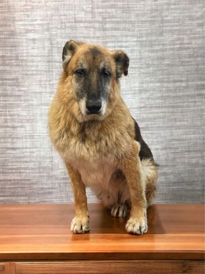 Get your big dogs clean - Experience hassle-free grooming for your large furry friend with our premier mobile grooming service tailored specifically for big dogs in Tucson! We understand the unique needs of large breeds, providing them with the utmost care and attention right at your doorstep.
Our team of skilled groomers is equipped with the expertise and tools necessary to handle dogs of all sizes, ensuring a comfortable and stress-free grooming experience for your beloved companion. From gentle baths to thorough brushing and detangling, we offer a comprehensive range of grooming services designed to keep your large dog looking and feeling their best.
Forget the inconvenience of transporting your big dog to a traditional grooming salon – our mobile grooming unit comes directly to you, saving you time and minimizing your pet's anxiety. Our spacious grooming van is fully equipped with state-of-the-art facilities, ensuring a clean and hygienic environment for your dog's grooming session.
We prioritize safety above all else, implementing strict sanitation protocols to maintain a healthy grooming environment for your pet. Our groomers are trained to handle large breeds with care and patience, ensuring a positive experience for even the most nervous dogs.
Whether your large dog needs a routine grooming session or requires special attention for specific grooming needs, our mobile grooming service is here to cater to their individual requirements. We take the time to listen to your concerns and preferences, tailoring our grooming approach to meet the unique needs of your furry family member.
With our convenient mobile grooming service, you can say goodbye to long wait times and stressful trips to the grooming salon. Sit back, relax, and let us take care of all your large dog's grooming needs right in the comfort of your own home. Schedule an appointment with us today and treat your big dog to the luxury grooming experience they deserve!" Get your big dogs clean - Experience hassle-free grooming for your large furry friend with our premier mobile grooming service tailored specifically for big dogs in Tucson! We understand the unique needs of large breeds, providing them with the utmost care and attention right at your doorstep.
Our team of skilled groomers is equipped with the expertise and tools necessary to handle dogs of all sizes, ensuring a comfortable and stress-free grooming experience for your beloved companion. From gentle baths to thorough brushing and detangling, we offer a comprehensive range of grooming services designed to keep your large dog looking and feeling their best.
Forget the inconvenience of transporting your big dog to a traditional grooming salon – our mobile grooming unit comes directly to you, saving you time and minimizing your pet's anxiety. Our spacious grooming van is fully equipped with state-of-the-art facilities, ensuring a clean and hygienic environment for your dog's grooming session.
We prioritize safety above all else, implementing strict sanitation protocols to maintain a healthy grooming environment for your pet. Our groomers are trained to handle large breeds with care and patience, ensuring a positive experience for even the most nervous dogs.
Whether your large dog needs a routine grooming session or requires special attention for specific grooming needs, our mobile grooming service is here to cater to their individual requirements. We take the time to listen to your concerns and preferences, tailoring our grooming approach to meet the unique needs of your furry family member.
With our convenient mobile grooming service, you can say goodbye to long wait times and stressful trips to the grooming salon. Sit back, relax, and let us take care of all your large dog's grooming needs right in the comfort of your own home. Schedule an appointment with us today and treat your big dog to the luxury grooming experience they deserve!"
