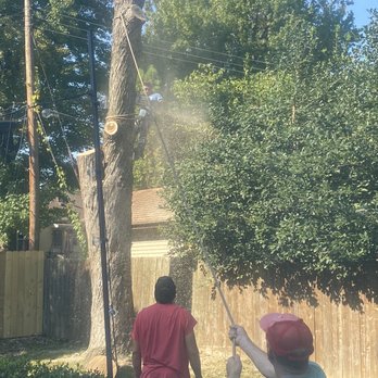 Maxima's Tree Service - Tree Services Near Me - St. Louis, Missouri Maxima's Tree Service - Tree Services Near Me - St. Louis, Missouri