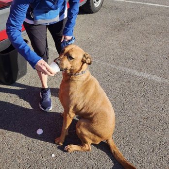The Columbus Coffee - Rescue dog Fenney's first pup cup! - Coffee & Tea Near Me