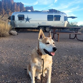 Lost Dutchman State Park - My cattle dog Charlie at our campsite - Parks Near Me - Apache Junction, Arizona