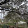Photo of Casanovas Lawn Care