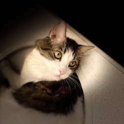 Michaela’s Pet Services - One of my clients Cats