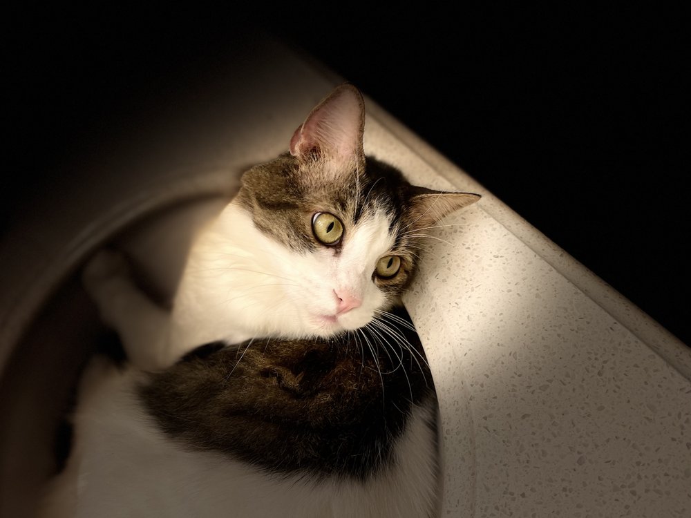 Michaela’s Pet Services - pet boarding facility in Burlington, NC