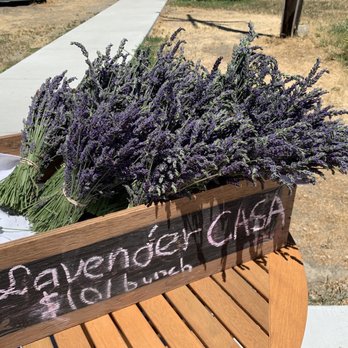 Great Bear Vineyards - Fresh cut lavender. Smells intoxicating. - Wine Tasting Room Near Me - Davis, California
