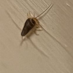 Bite The Dust Pest Control