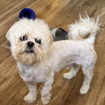 Petco - Right after his appointment face/head not touched - Pet Stores Near Me - Chicago, Illinois