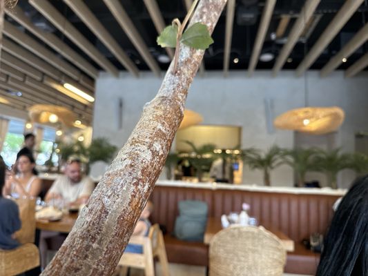 Mi Tierra Bar & Kitchen by null