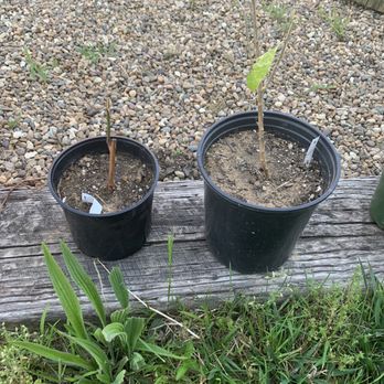 Four Seasons Nursery 36 Reviews Nurseries Gardening 1706 Morrissey Dr Bloomington Il Phone Number Yelp