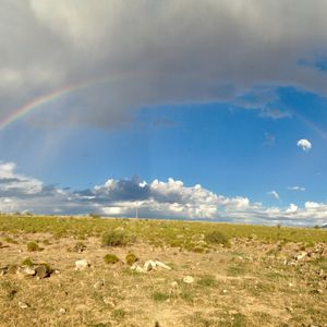 southwest animal emergency clinic