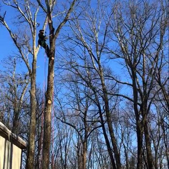Mountain Tree Service - Send us a message to get a Free estimate on your tree removal needs! - Tree Services Near Me