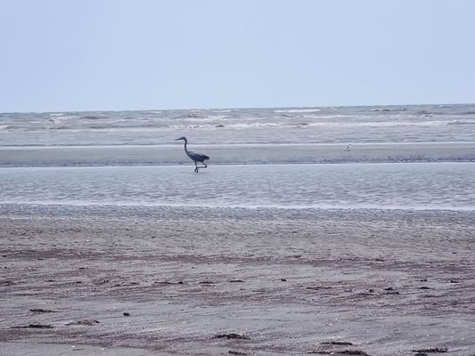 Sea Rim State Park by null