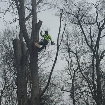 Clear Cut Tree Services - White oak removal - Tree Services Near Me - Asheville, North Carolina Clear Cut Tree Services - White oak removal - Tree Services Near Me - Asheville, North Carolina