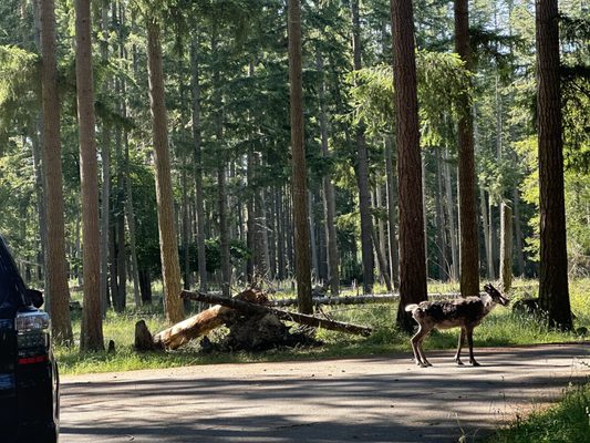Northwest Trek Wildlife Park by null