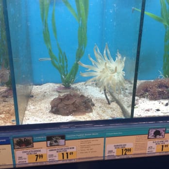 Petco - Anemones - Pet Stores Near Me - Medford, Oregon