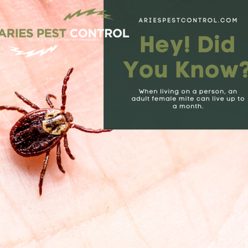 Aries Pest Control - Pest Control Near Me - Round Rock, Texas Aries Pest Control - Pest Control Near Me - Round Rock, Texas